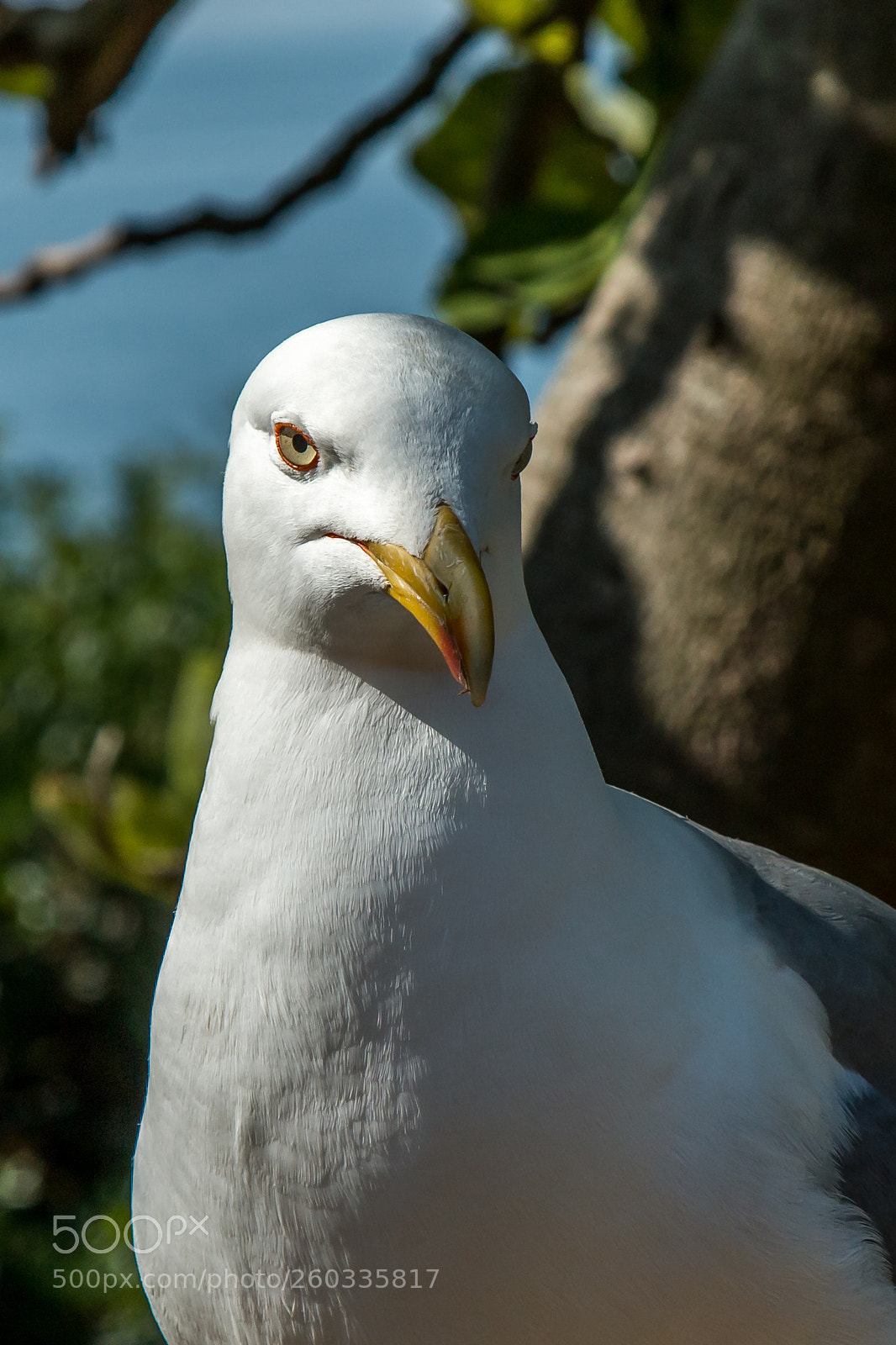 Canon EOS 70D sample photo. Seagull photography