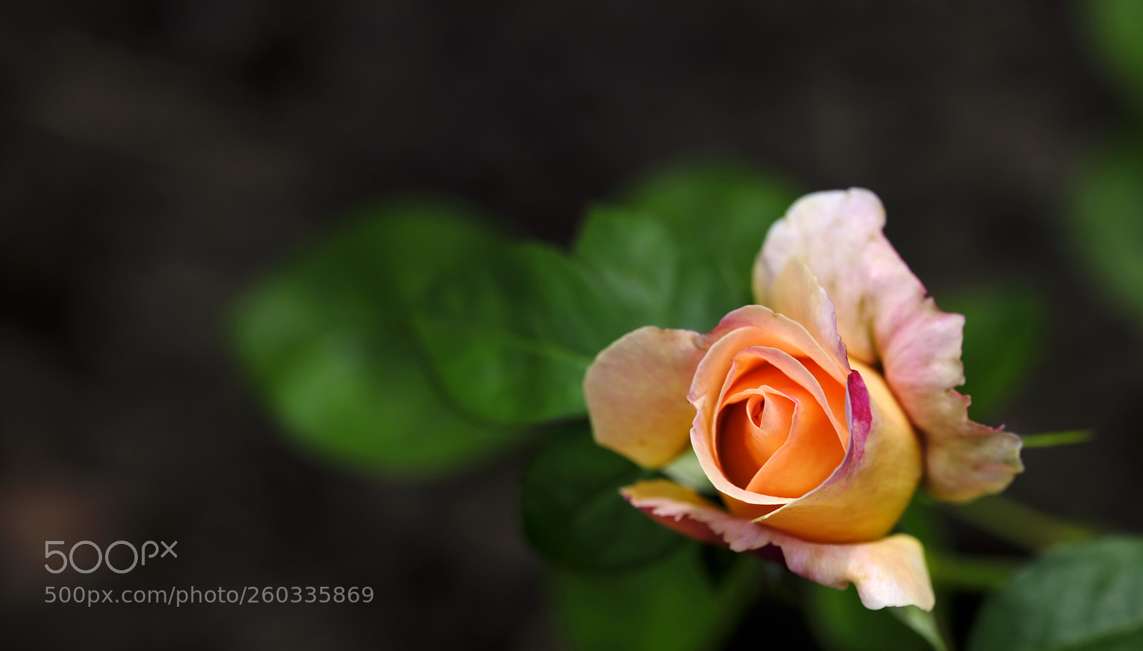 Fujifilm GFX 50S sample photo. Portrait of a rose photography