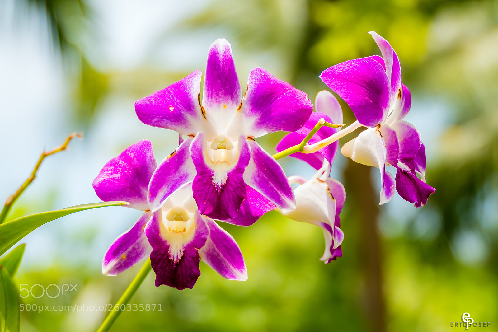 Panasonic Lumix DMC-FZ2500 (Lumix DMC-FZ2000) sample photo. Freiland orchideen photography