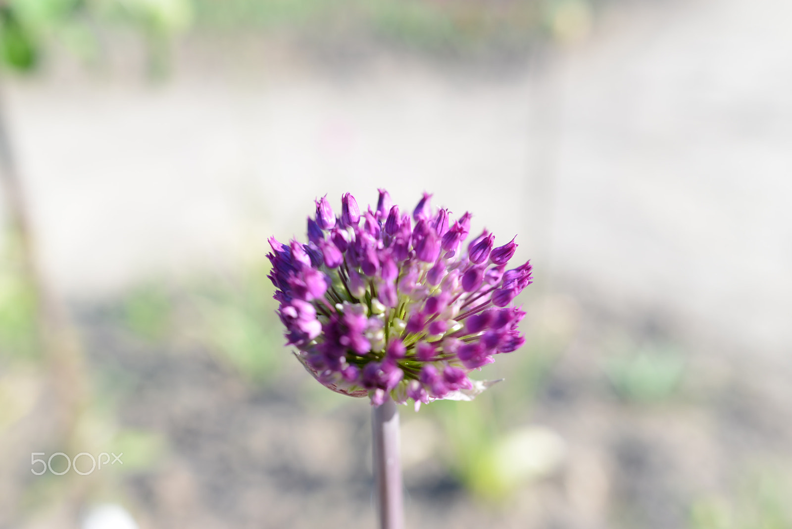 Nikon D800 sample photo. Lilac flower photography