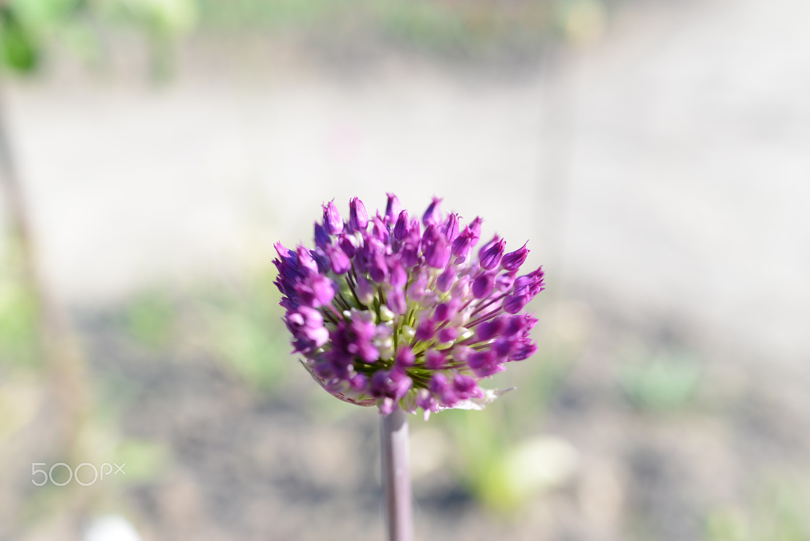 Nikon D800 + Nikon AF-S Nikkor 28mm F1.8G sample photo. Lilac flower photography