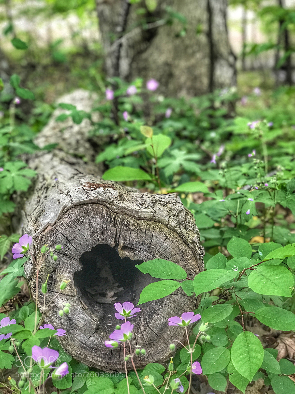 Apple iPhone 7 Plus sample photo. Hole in a log photography