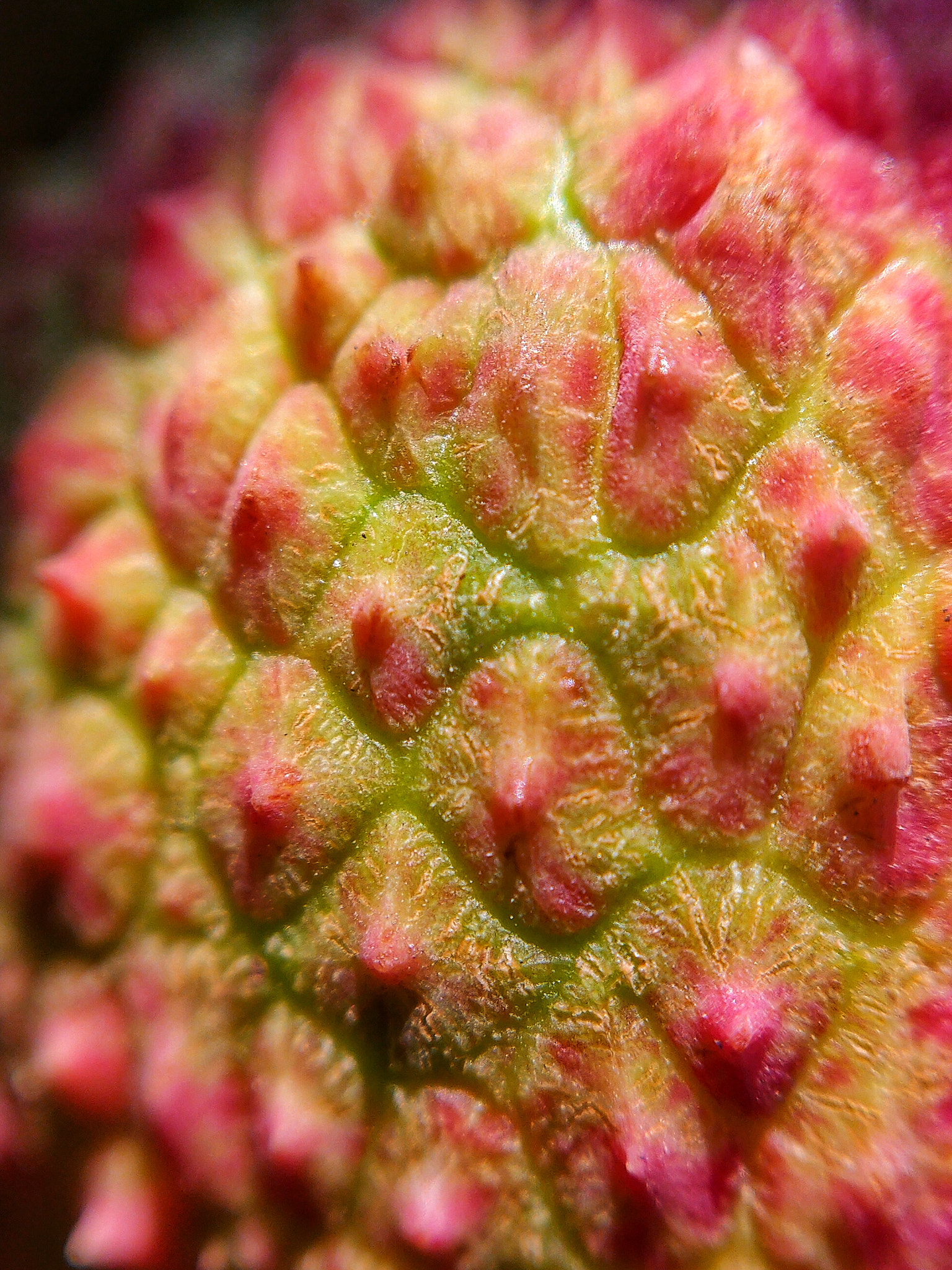 OnePlus A6000 sample photo. Lychee.jpeg photography