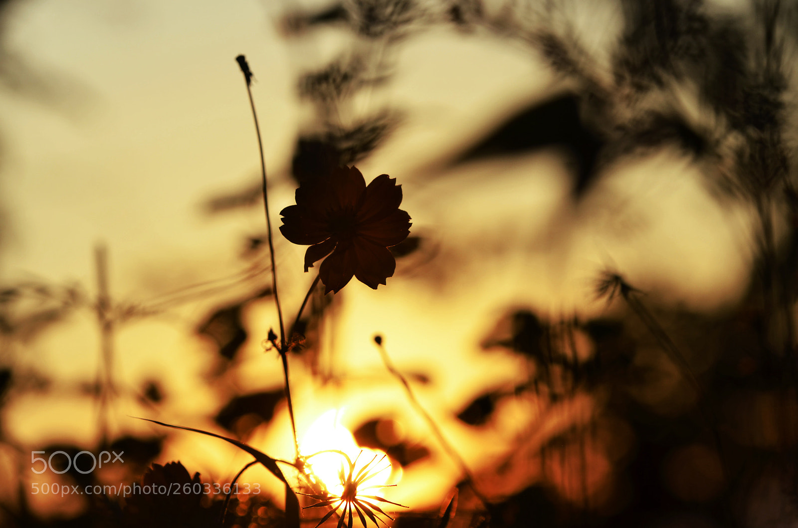 Nikon D7000 sample photo. Sunset photography