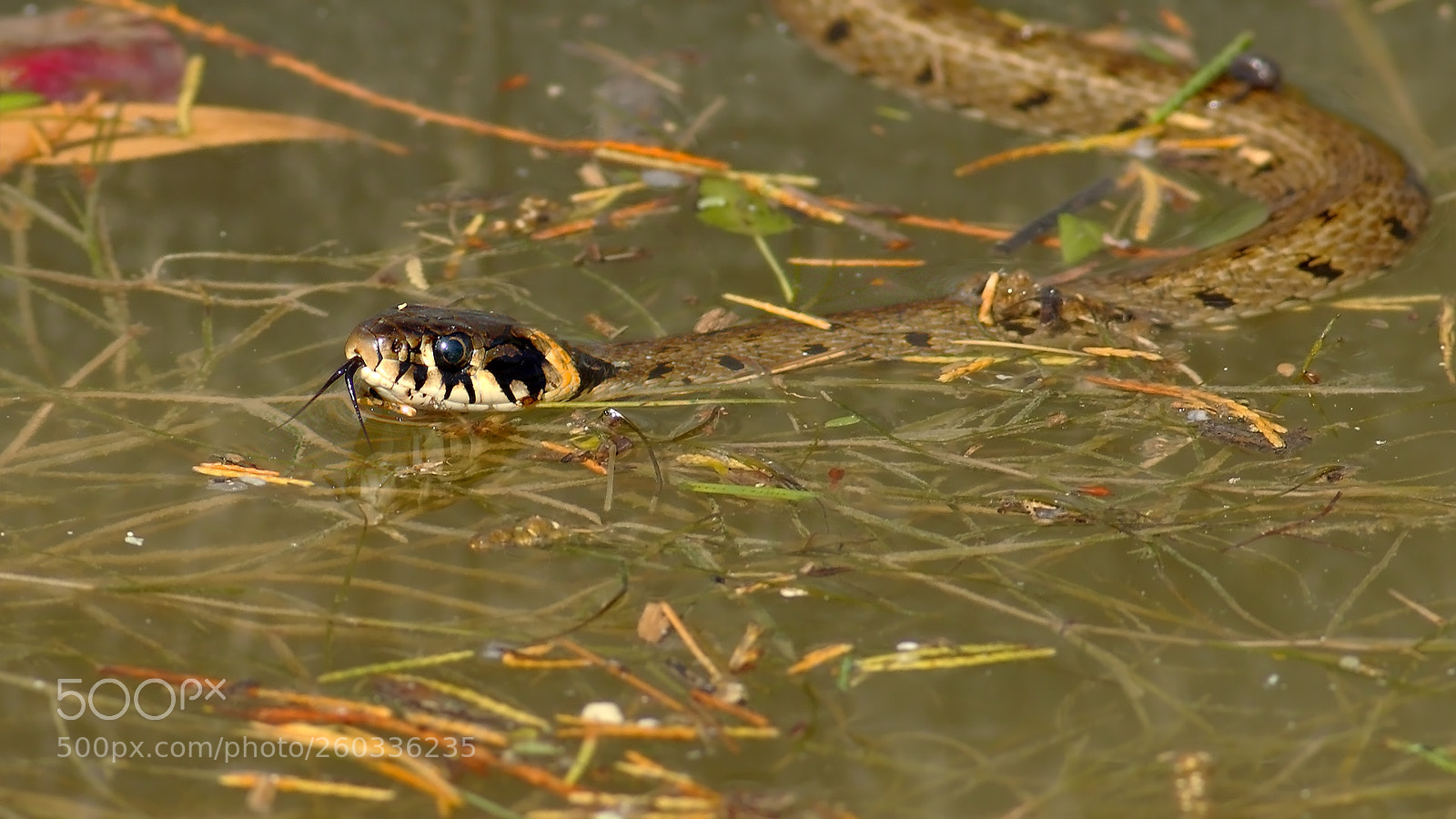 Canon EOS 7D Mark II sample photo. Grass snake photography
