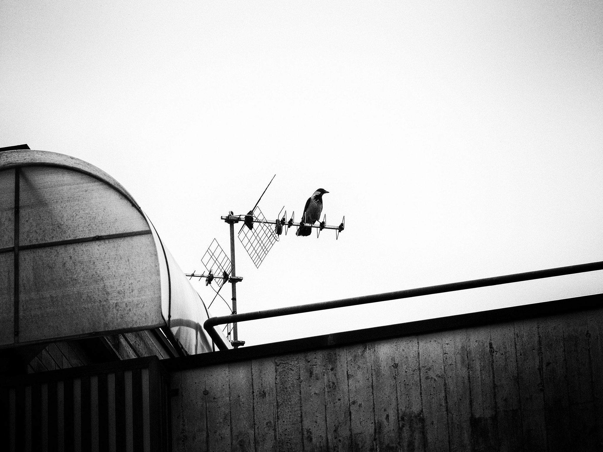 Olympus STYLUS1,1s sample photo. The crow photography