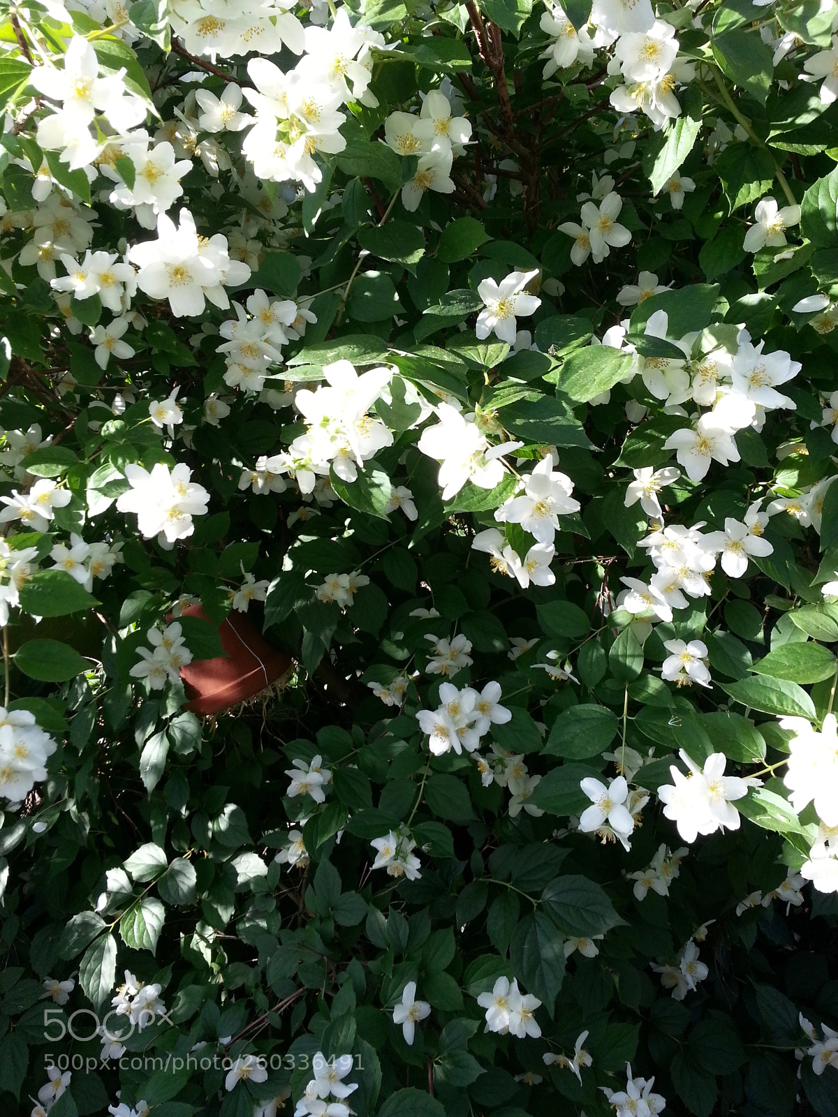 Samsung Galaxy Note2 sample photo. Just flowers photography