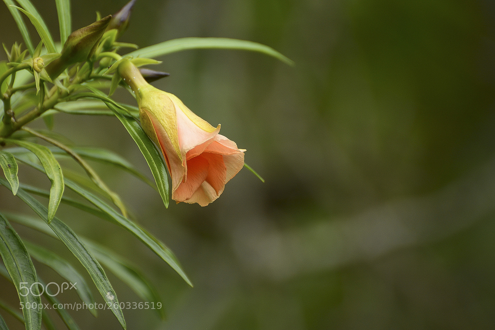 Nikon D7100 sample photo. A beleza encantada. photography