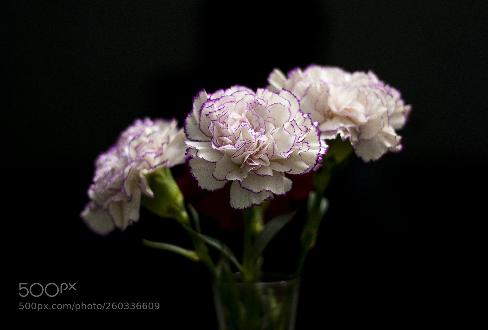 Canon EOS 80D sample photo. Carnation flowers photography