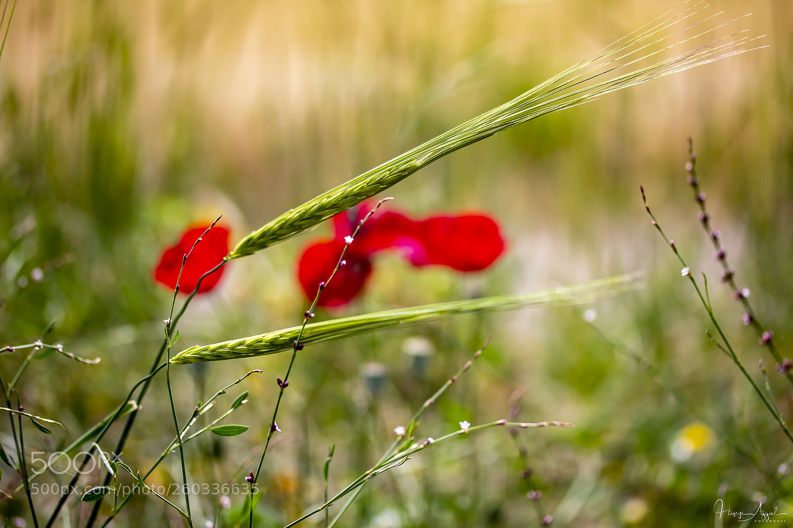 Canon EOS 60D sample photo. Untitled photography