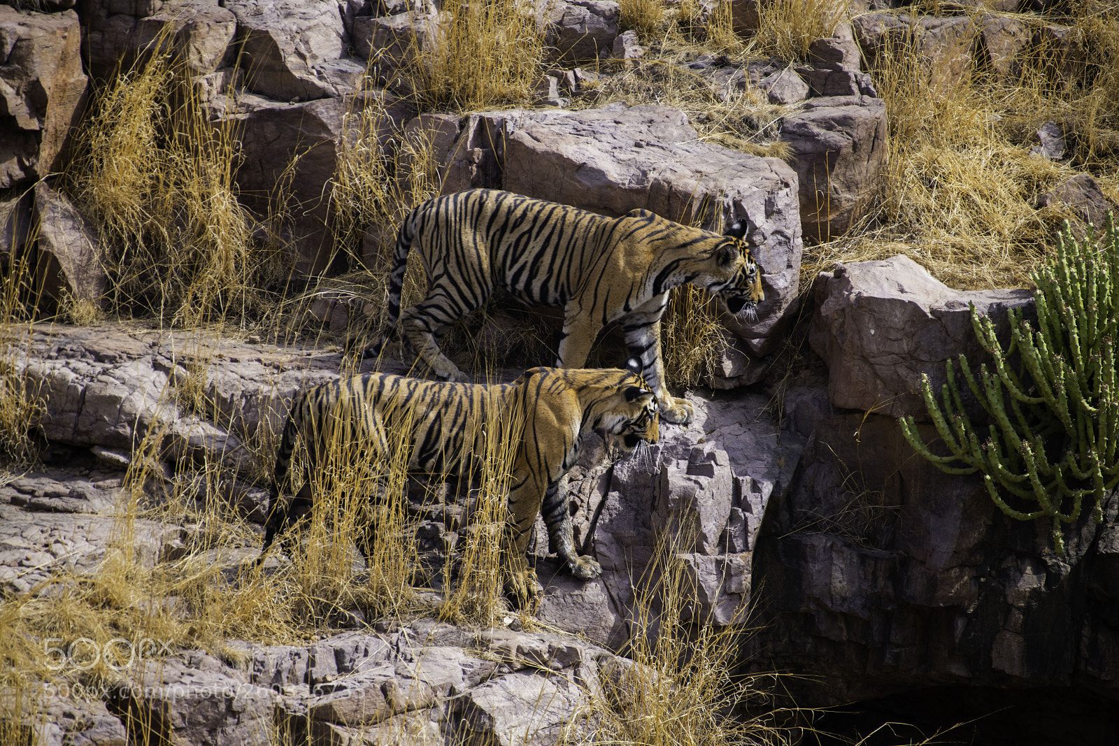 Nikon D850 sample photo. Tiger cubs photography