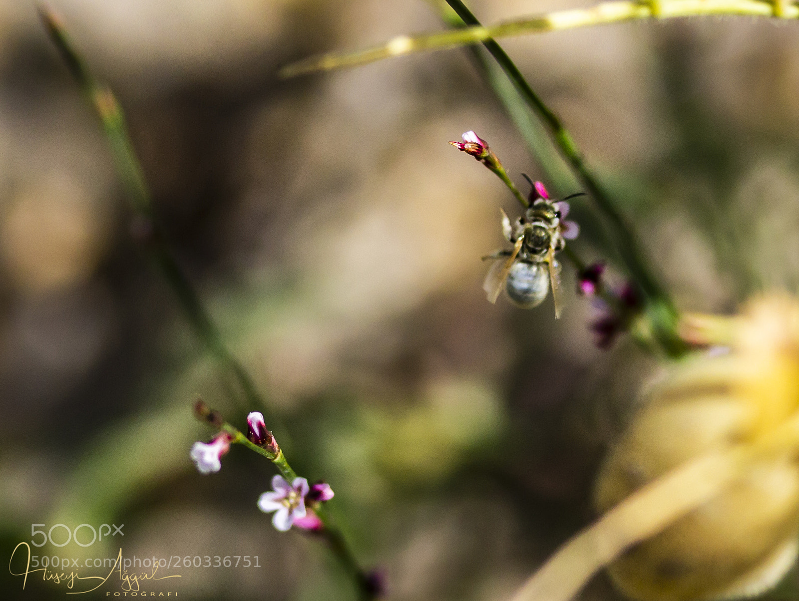 Canon EOS 60D sample photo. Untitled photography