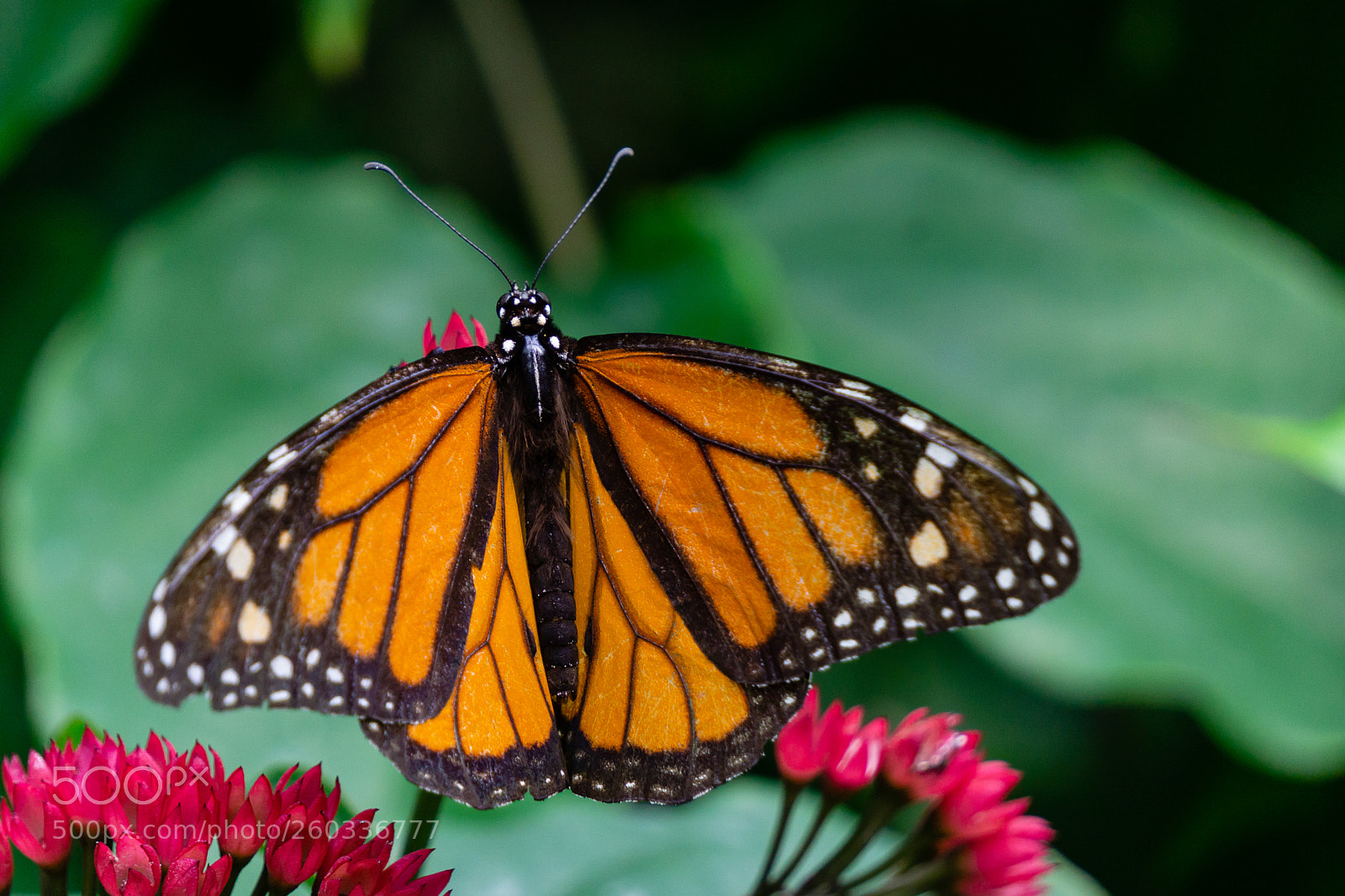 Sony a6000 sample photo. Butterfly photography