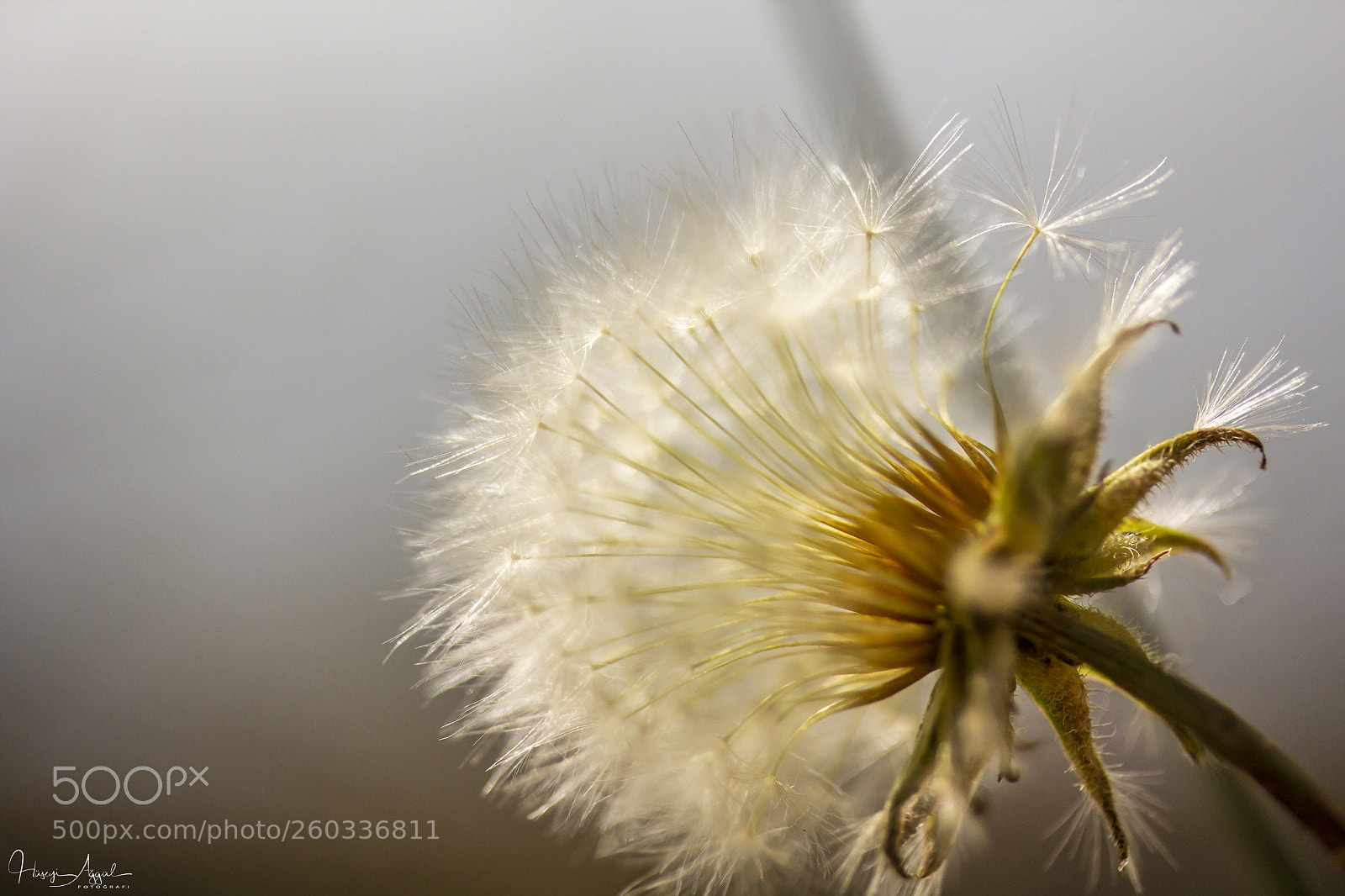 Canon EOS 60D sample photo. Untitled photography