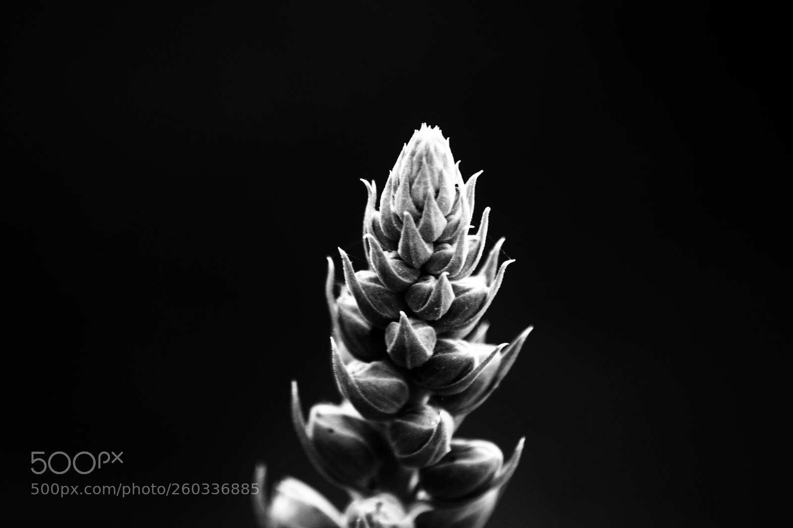 Nikon D3300 sample photo. The power of macro photography