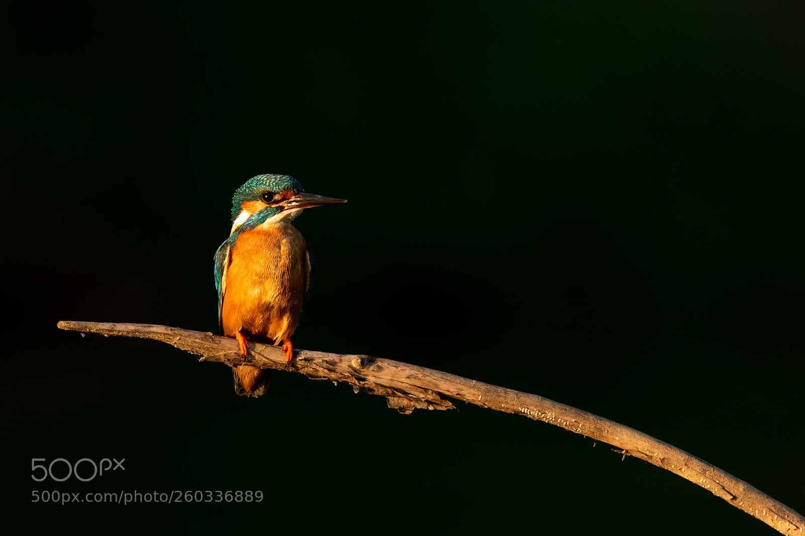 Canon EOS 7D Mark II sample photo. Kingfisher photography