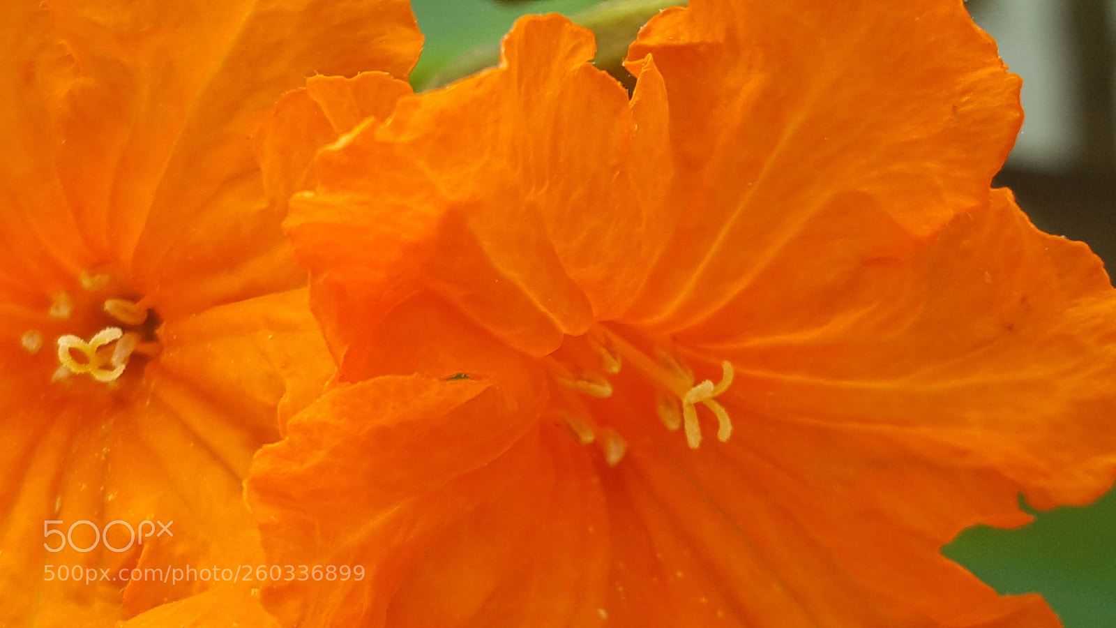 Samsung Galaxy S6 sample photo. Orange flower close up photography