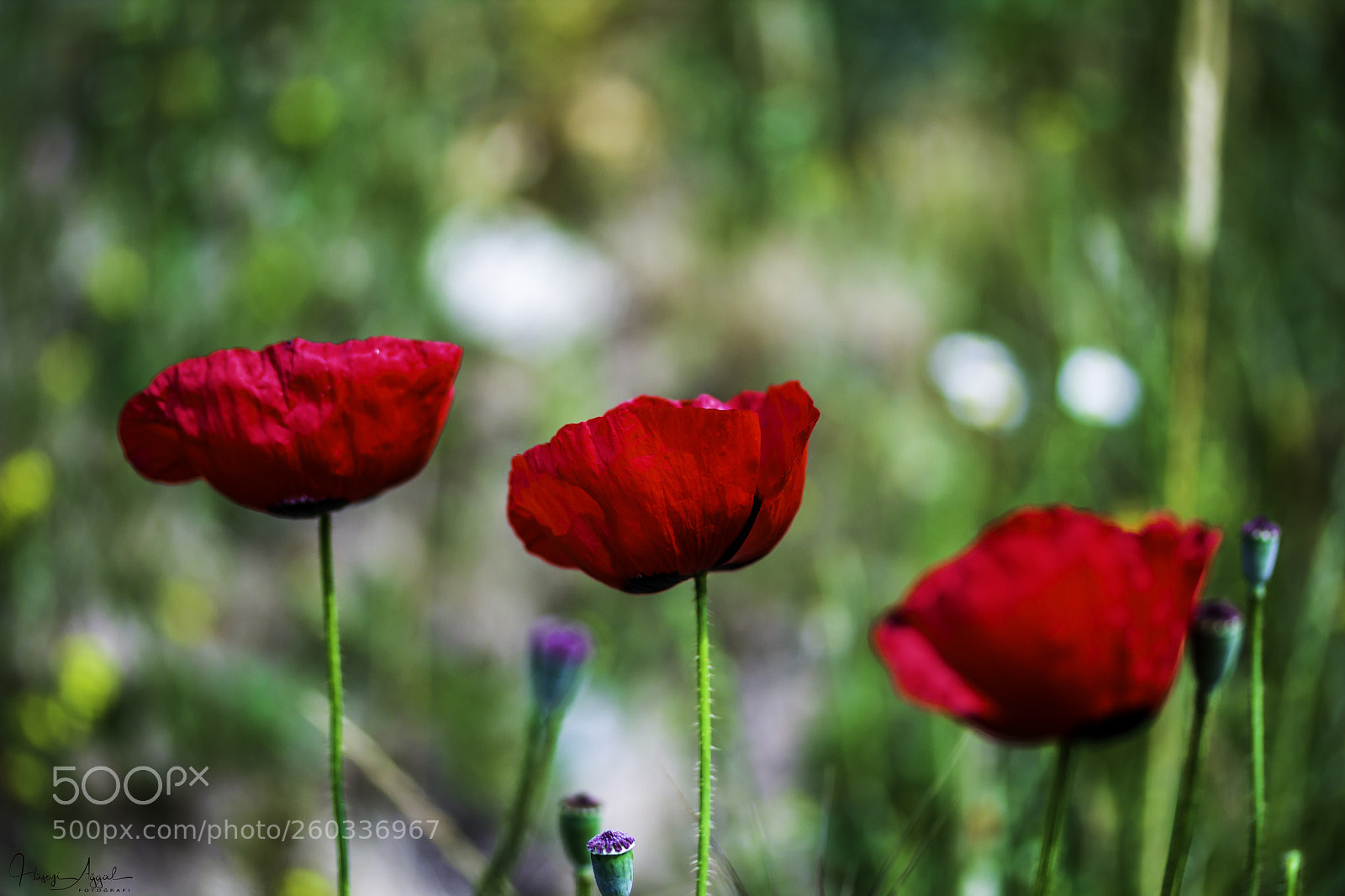 Canon EOS 60D sample photo. Untitled photography