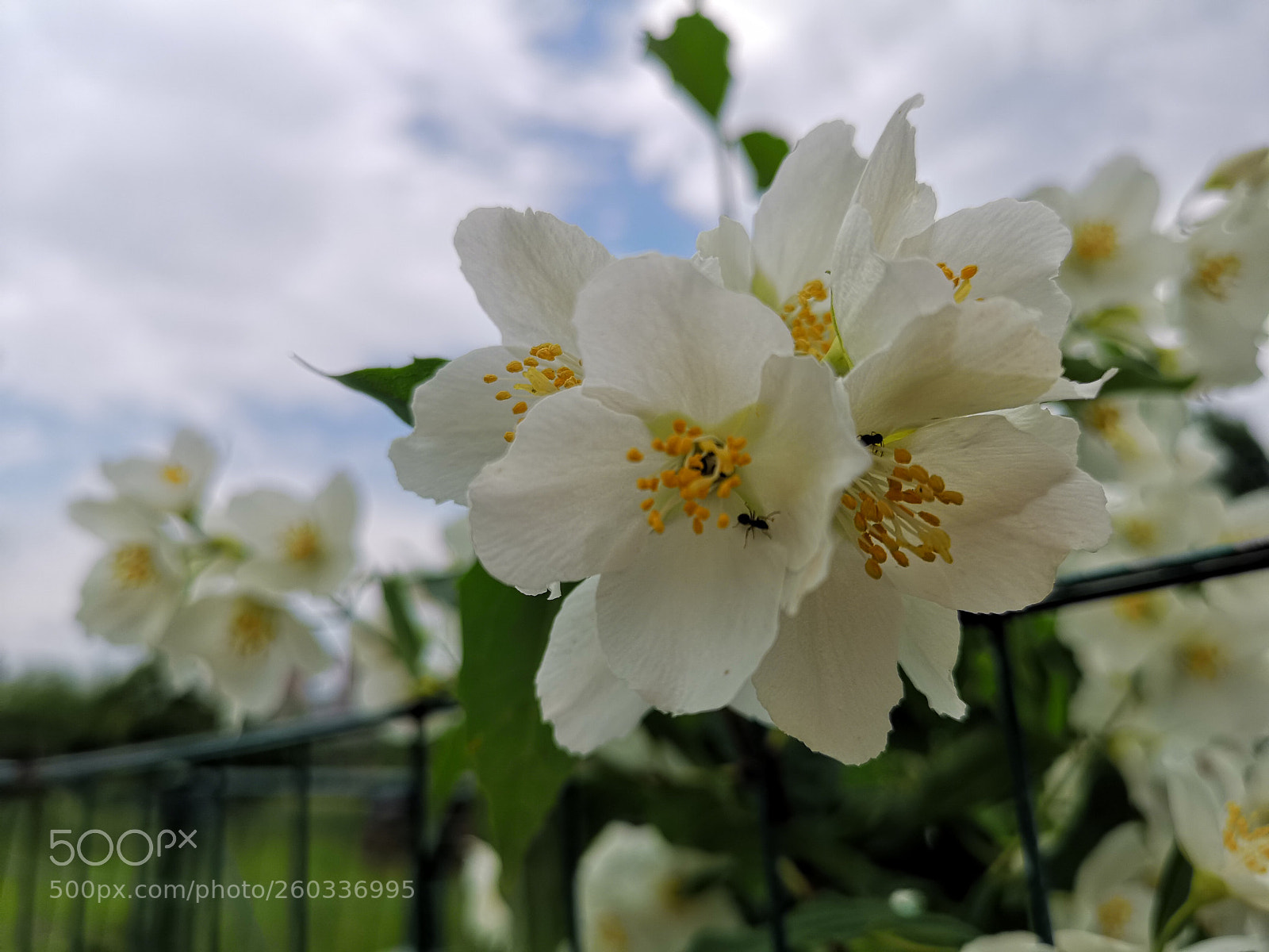 HUAWEI CLT-L09 sample photo. Blooming home photography