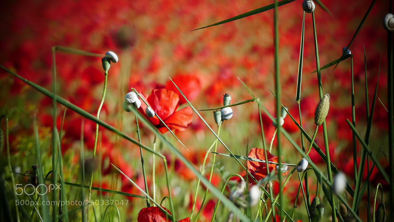 Panasonic Lumix DMC-FZ300 sample photo. Colorful red background flower photography