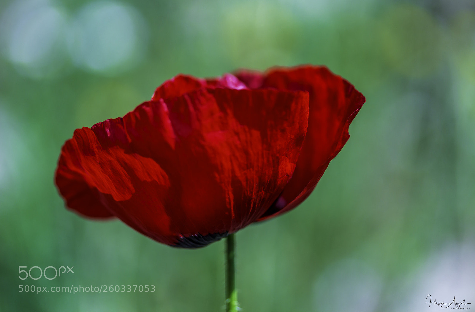 Canon EOS 60D sample photo. Untitled photography