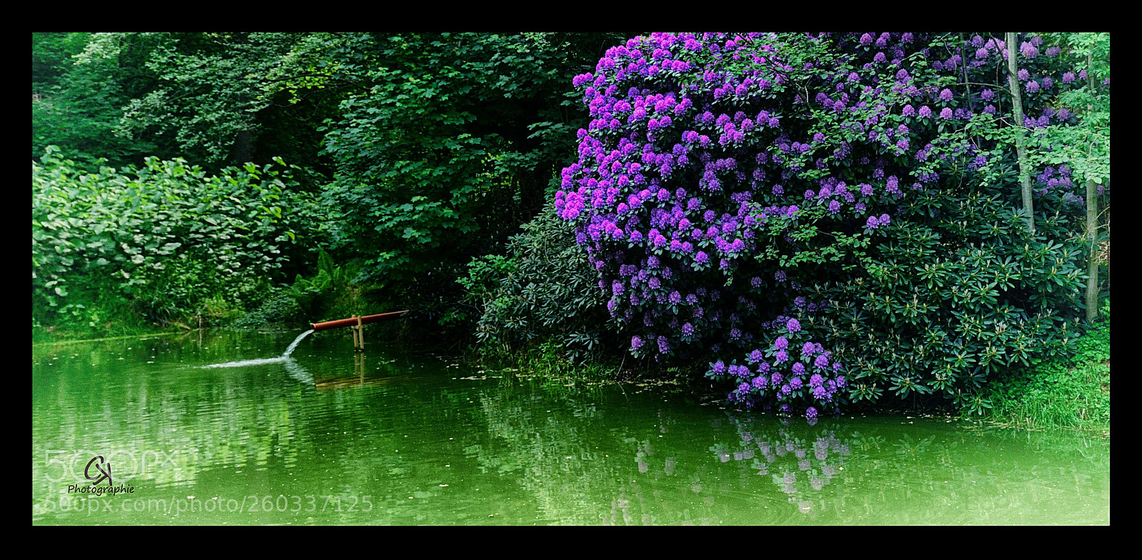 Nikon D5300 sample photo. Fischweiher photography