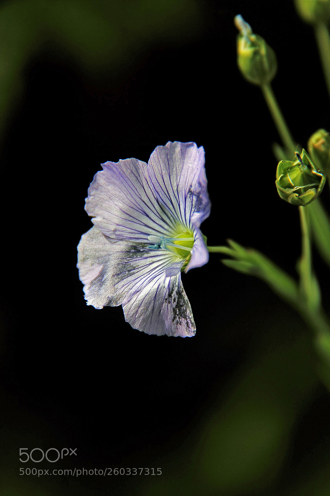 Canon EOS 600D (Rebel EOS T3i / EOS Kiss X5) sample photo. Linum bienne photography