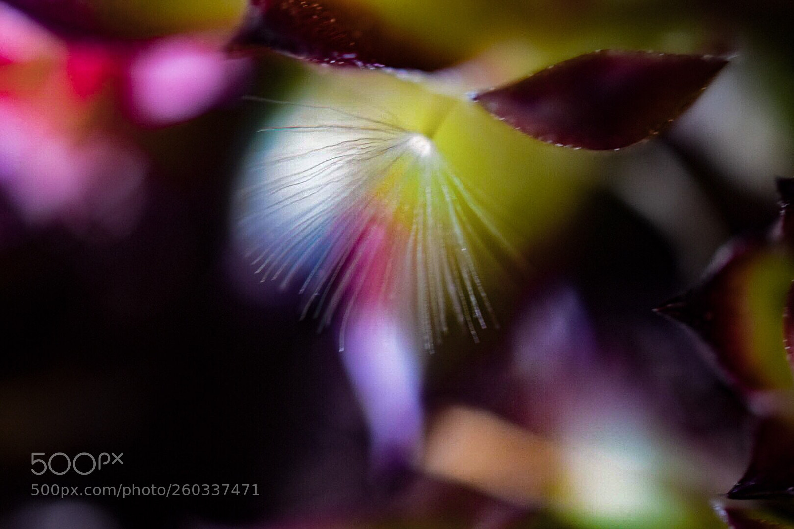 Nikon D5300 sample photo. A lot of colours  photography