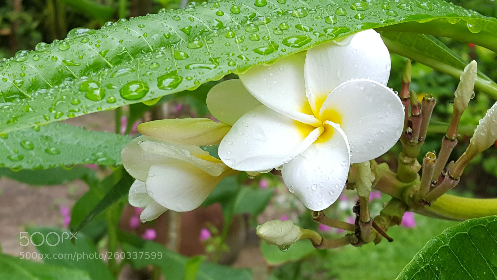 Samsung Galaxy S6 sample photo. Flower taking rain drops photography