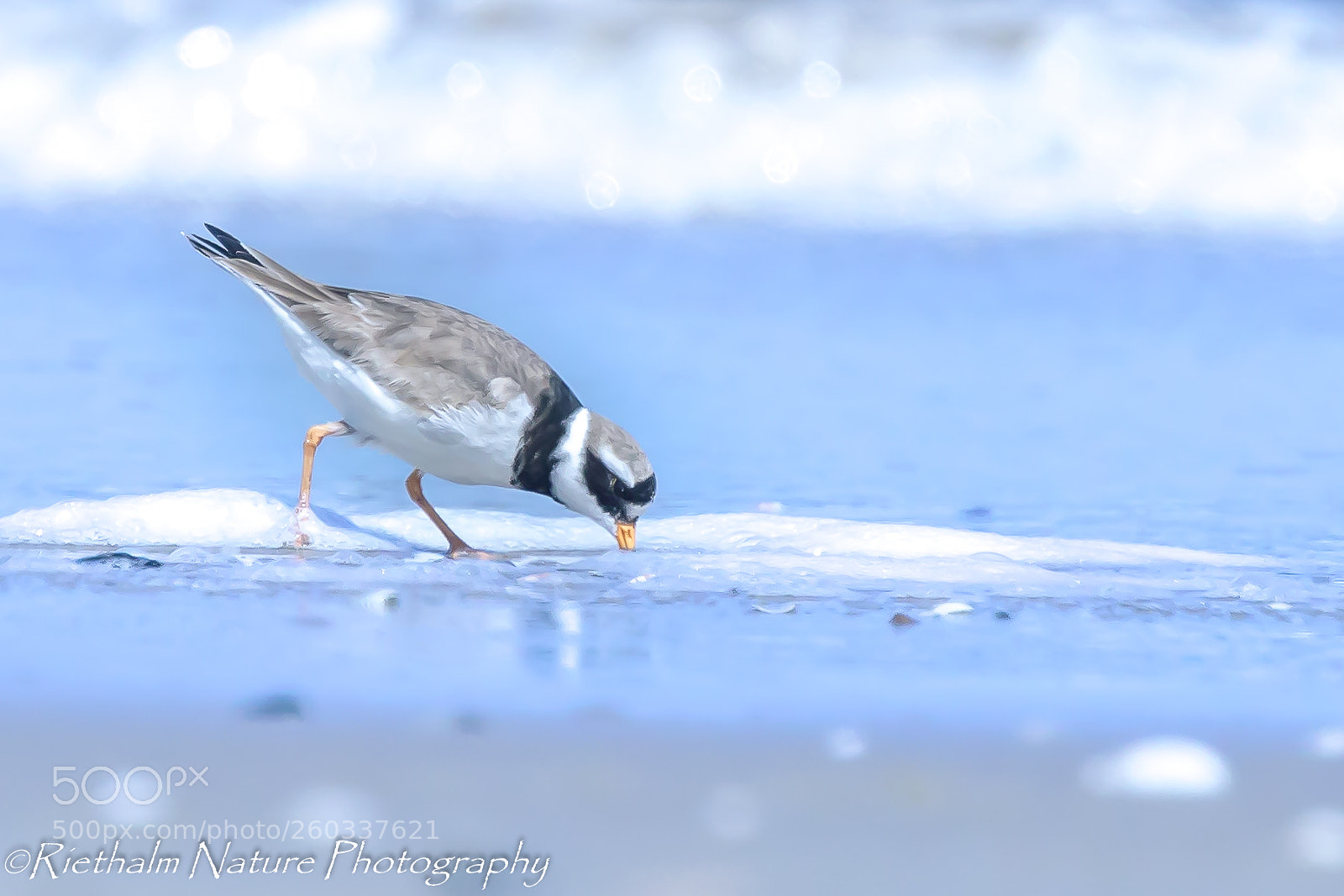 Canon EOS 7D Mark II sample photo. Bontbekplevier/fur plover photography