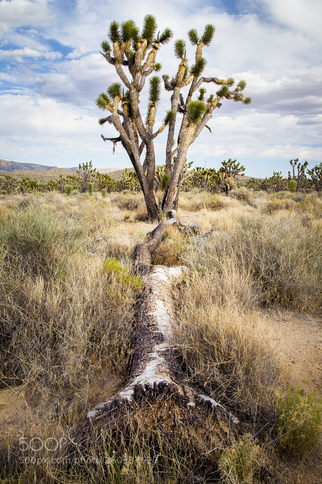 Canon EOS 6D sample photo. Joshua tree photography