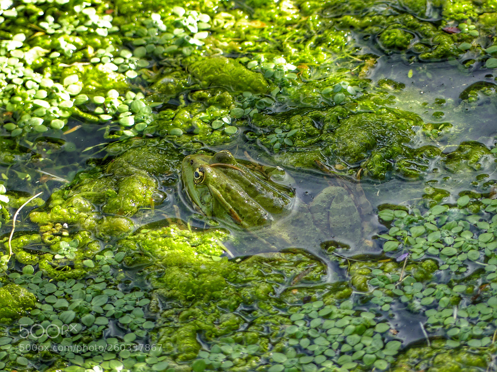 Panasonic Lumix DMC-FZ300 sample photo. Frog photography