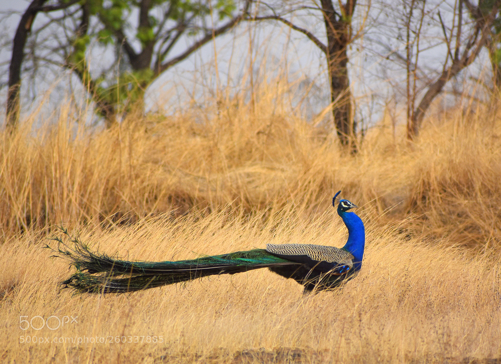 Nikon D7200 sample photo. Untitled photography
