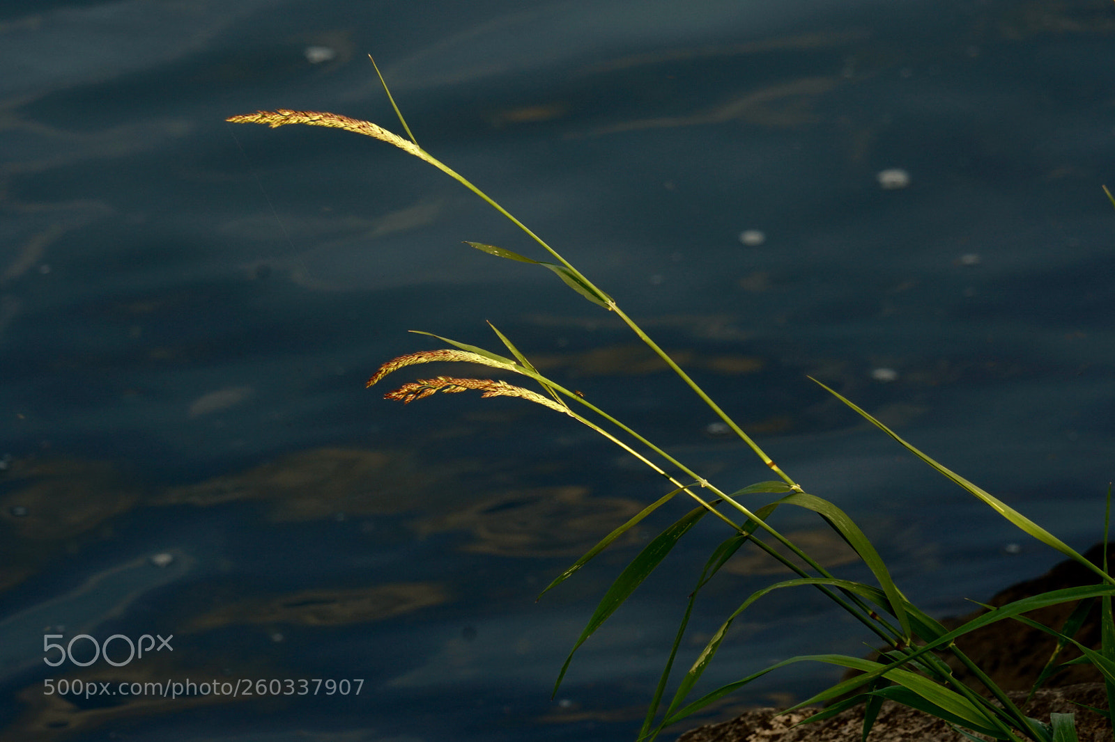 Sony a6500 sample photo. Grass  photography