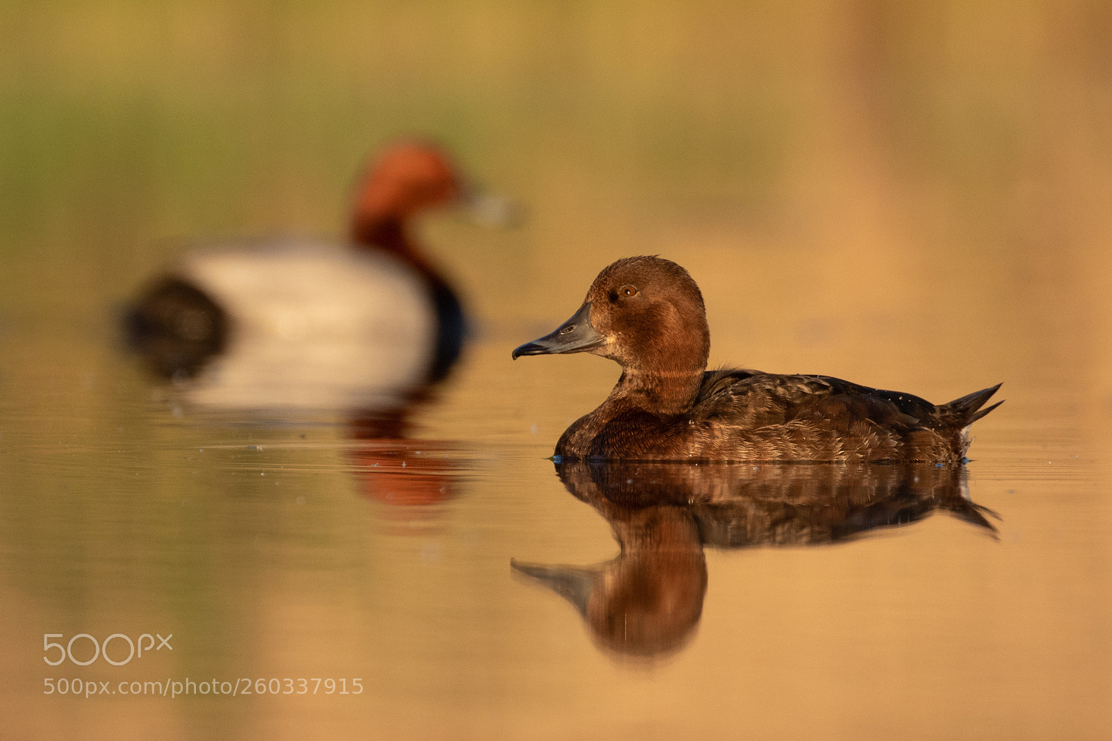Canon EOS 7D Mark II sample photo. Pochard photography