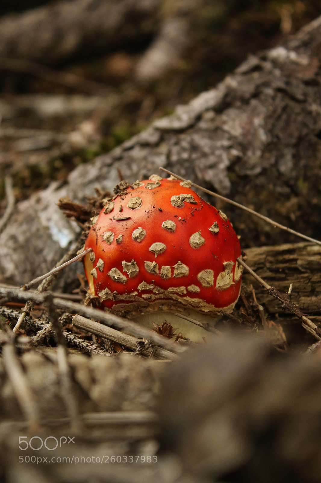 Canon EOS 70D sample photo. Dangerous . photography