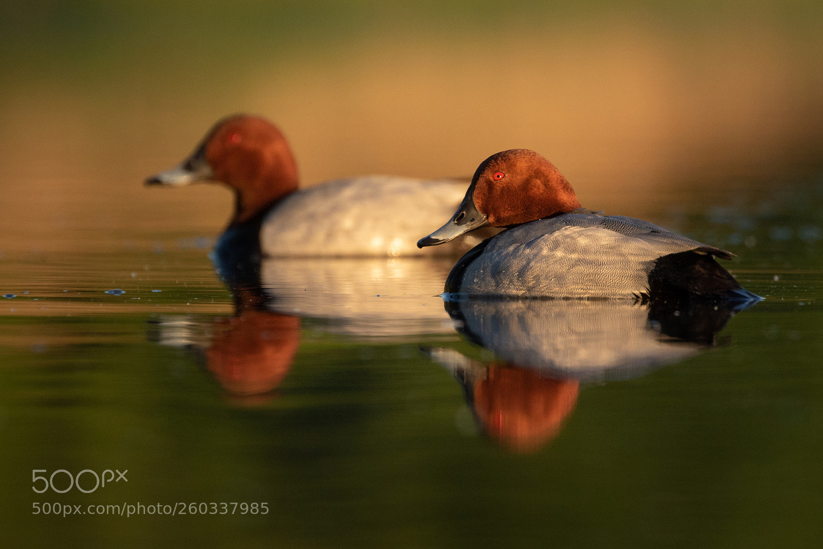 Canon EOS 7D Mark II sample photo. Pochard photography