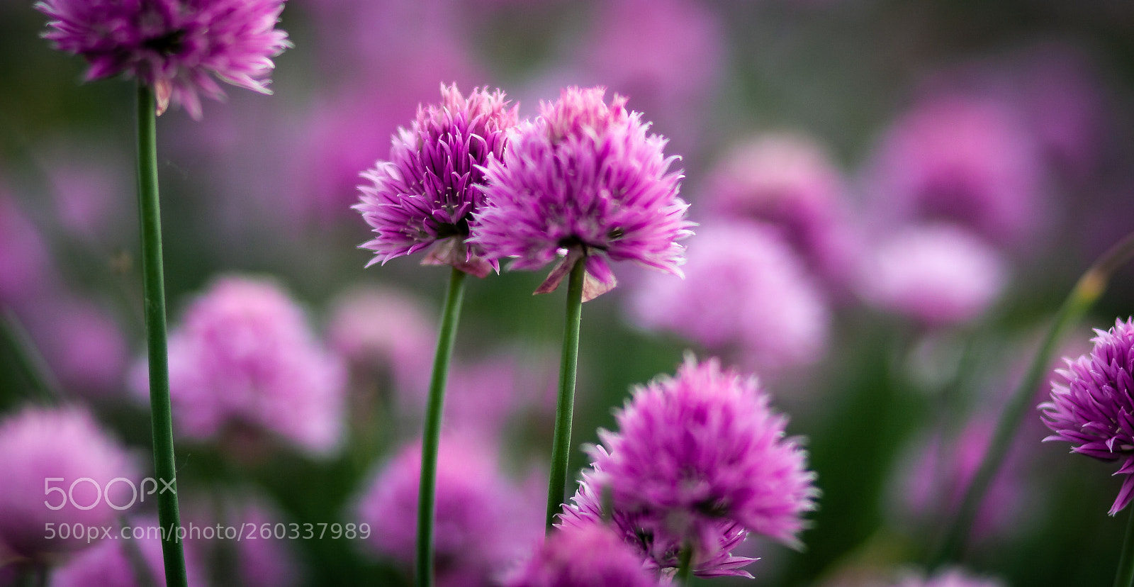 Canon EOS 30D sample photo. Chive flowers photography