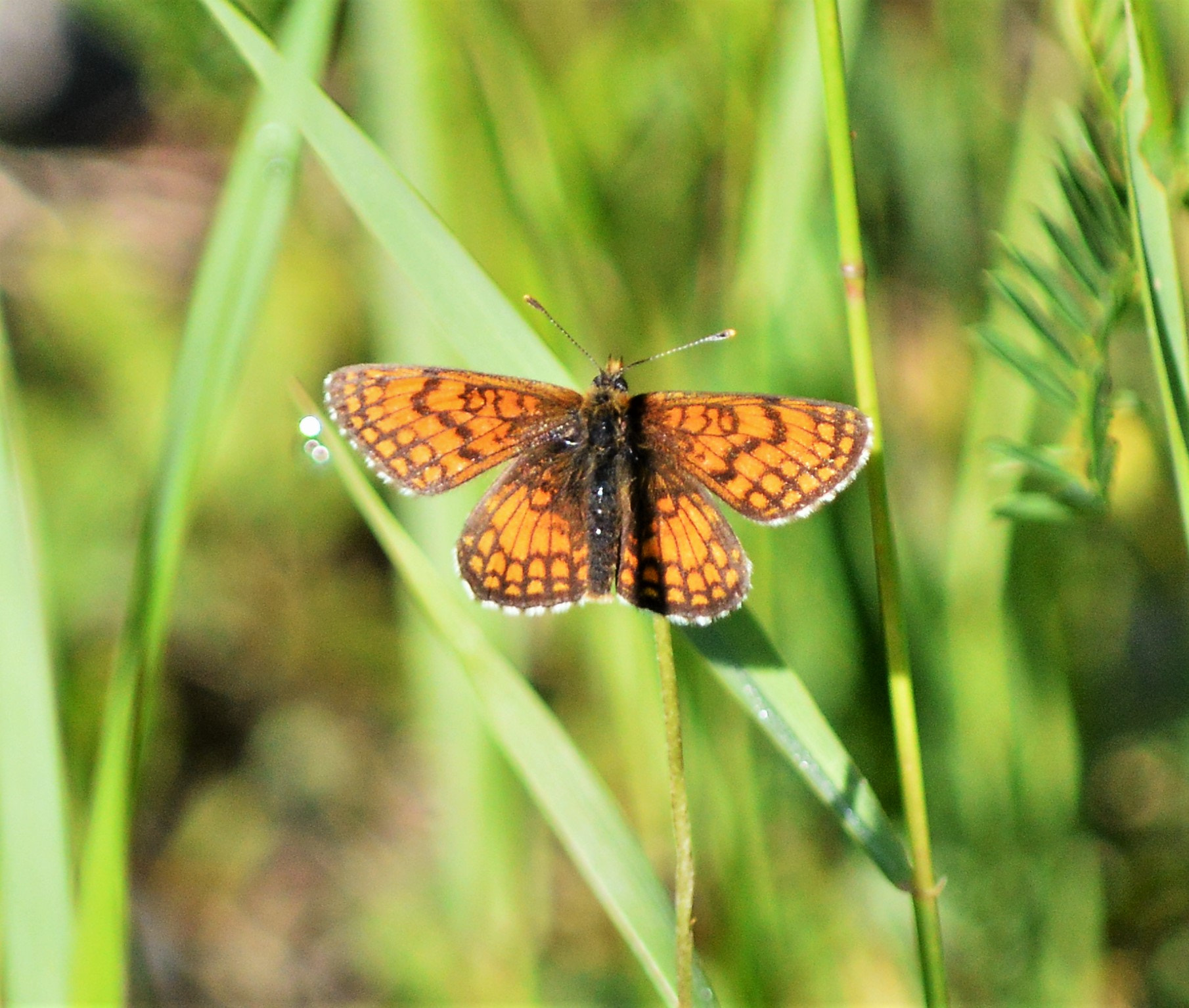 Nikon D3200 sample photo