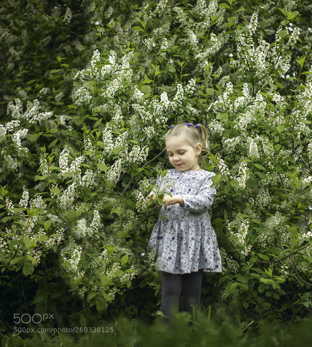 Canon EOS 5D Mark II sample photo. Черемуха photography