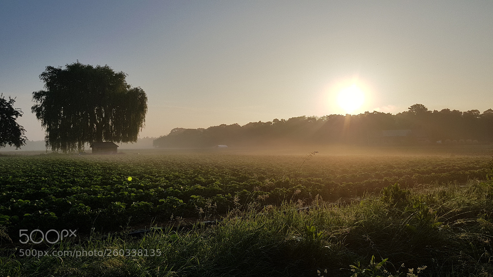 Samsung Galaxy S8 sample photo. Sunrise over the strawberry photography