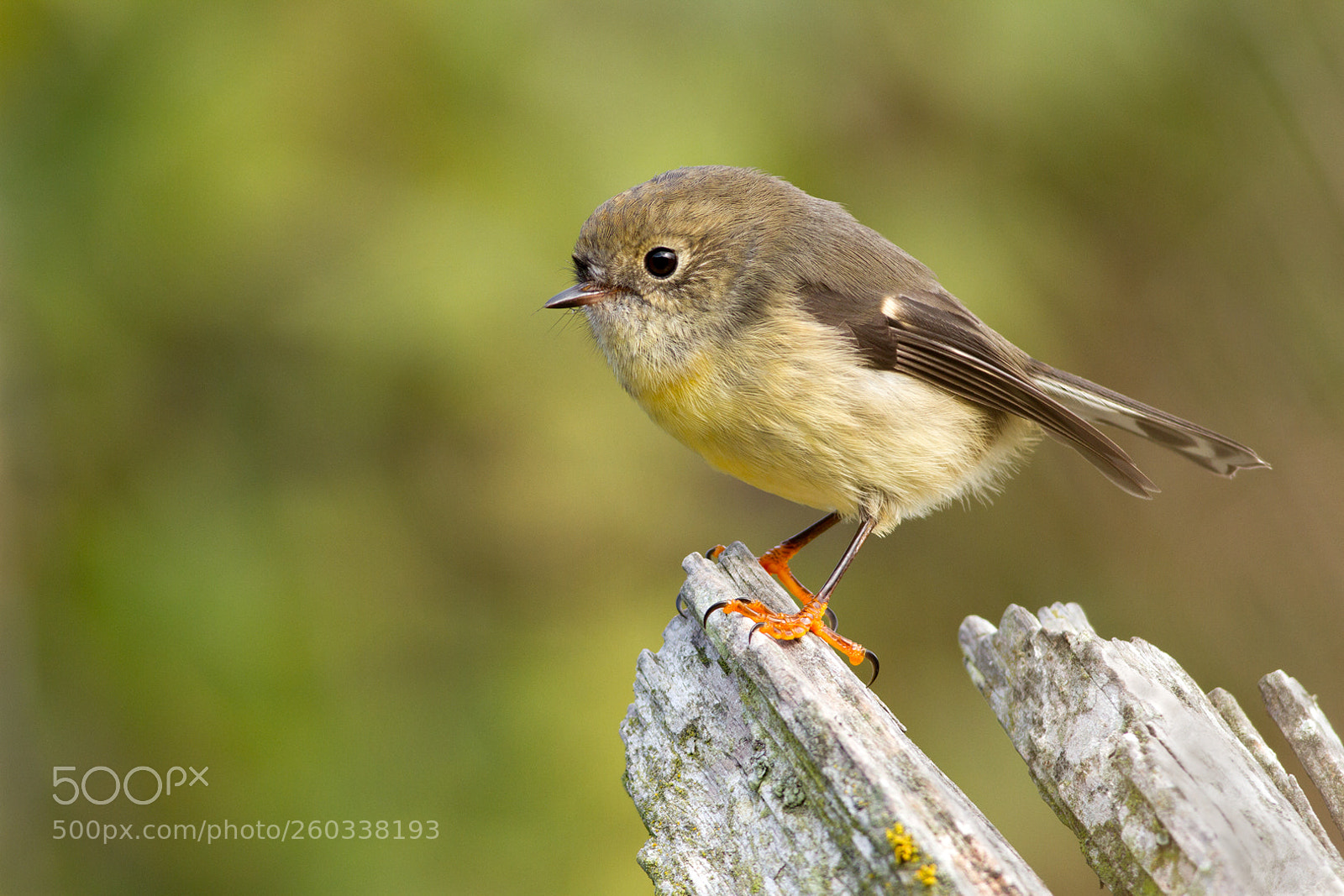Canon EOS 7D sample photo. Tomtit on stump (3) photography