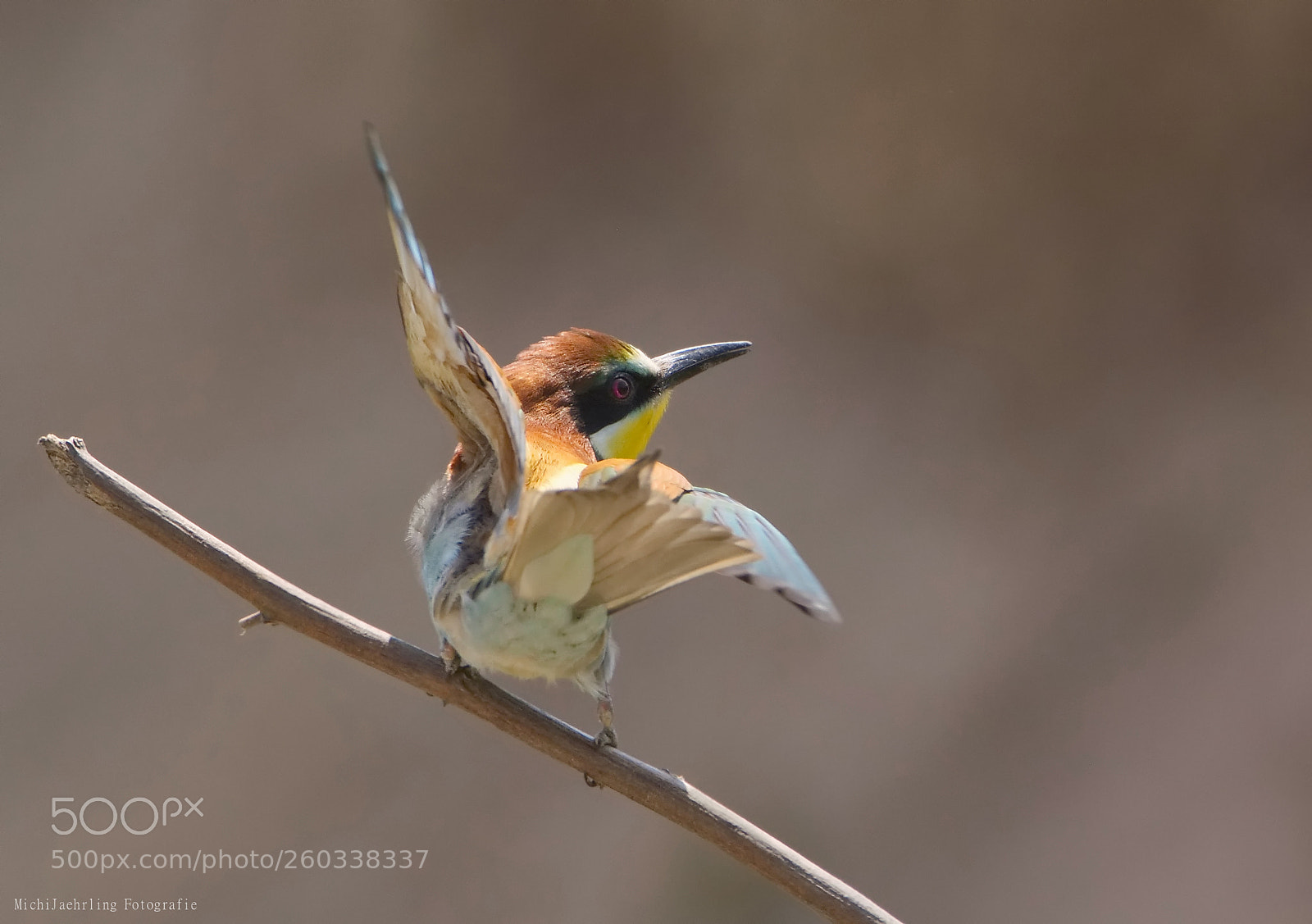 Nikon D7200 sample photo. Bird-yoga photography