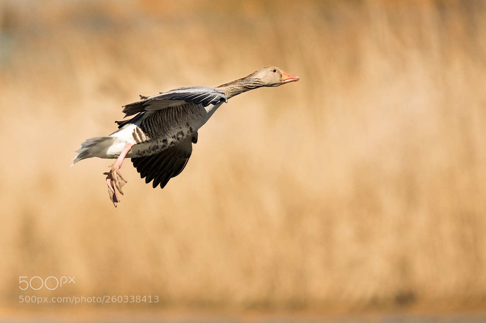 Canon EOS 7D Mark II sample photo. Greylag geese photography