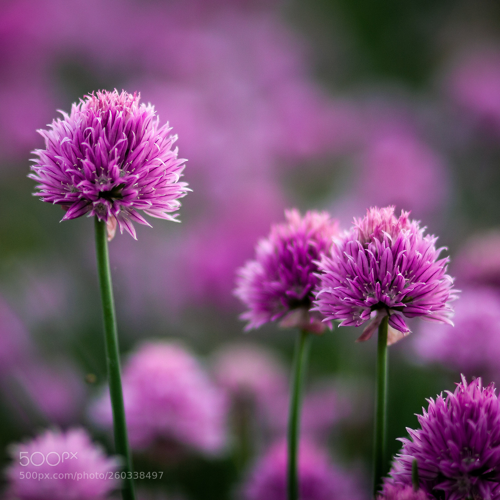 Canon EOS 30D sample photo. Chive flowers 2 photography