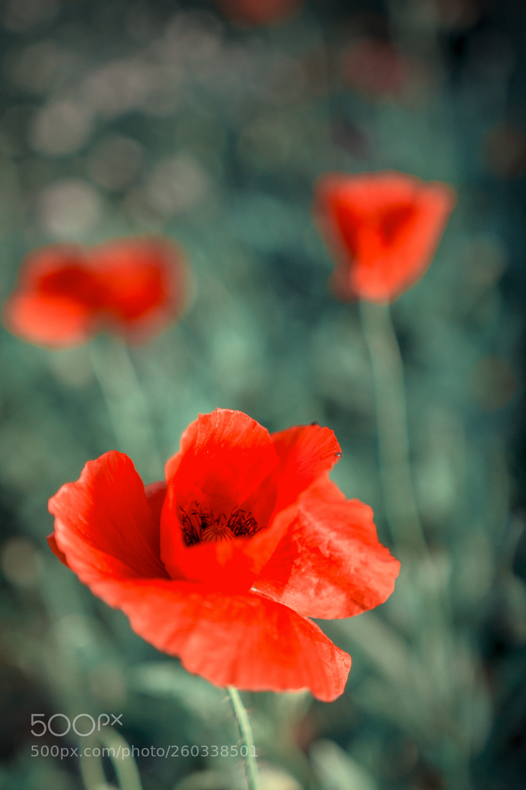 Nikon D7200 sample photo. Untitled photography