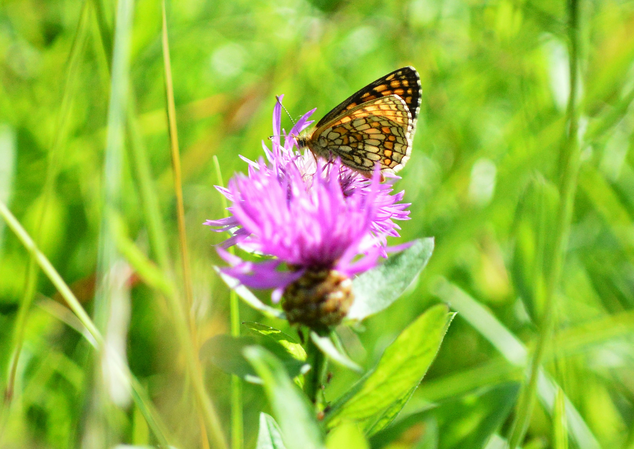 Nikon D3200 sample photo