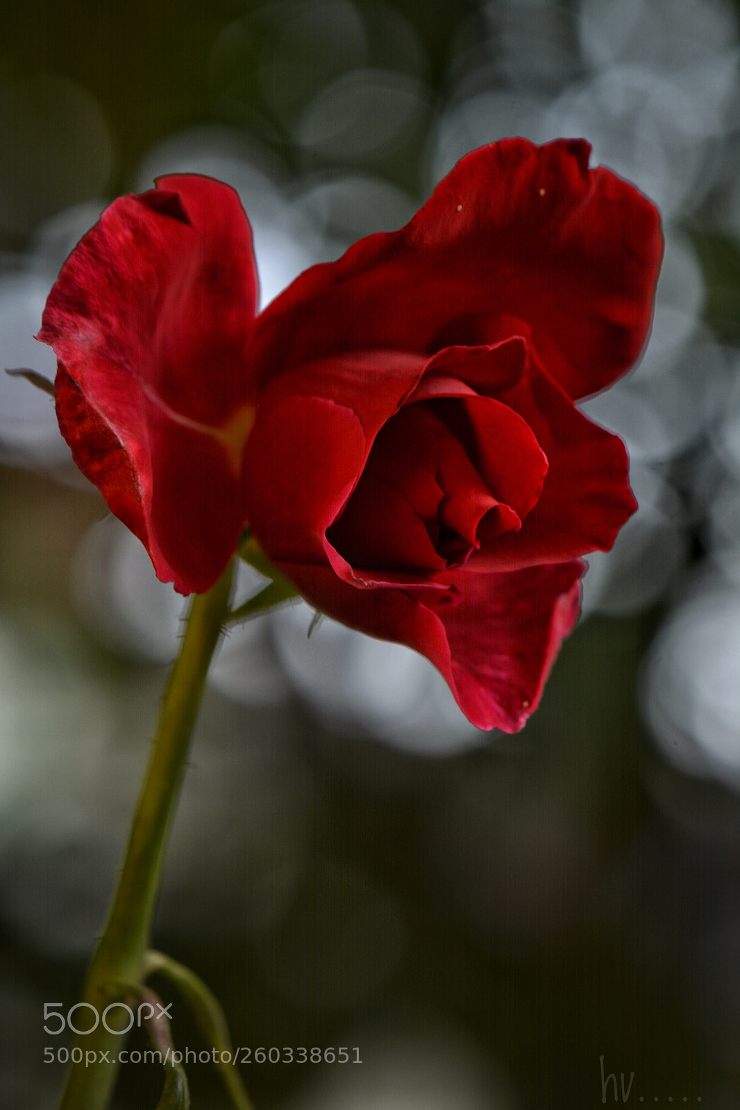 Nikon D7100 sample photo. Rose photography