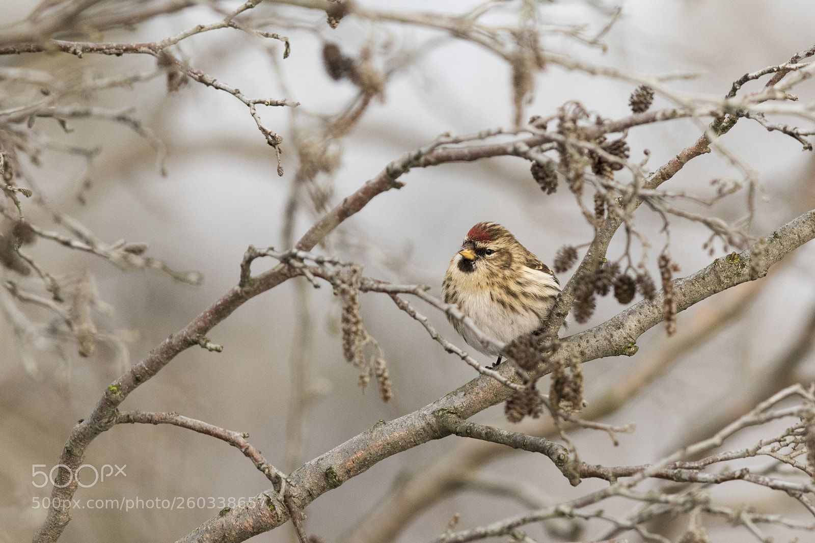 Canon EOS 7D Mark II sample photo. Redpoll photography
