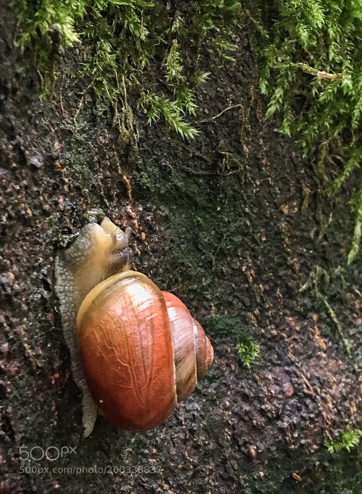 Apple iPhone 6s sample photo. Wet wilderness photography